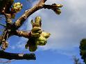1 bourgeons